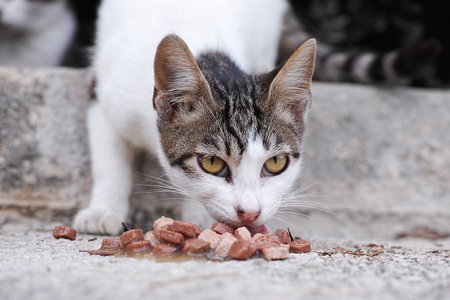 流浪猫和猫食图片