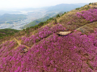 Cheonjusan 山 Jindallae 杜鹃花花开花普尔曼昌原韩国亚洲的鸟瞰图