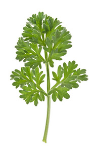艾蒿在白色背景上孤立在白色背景上的单一荞叶照片
