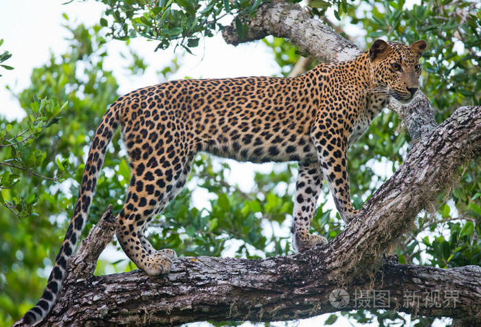 猫科金钱豹kotiya