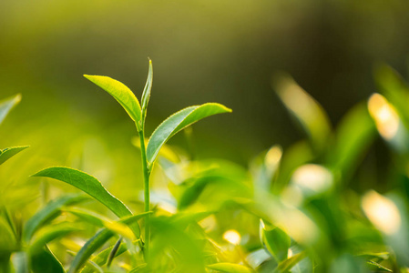 绿茶和新鲜叶子, 自然绿茶概念