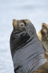 加利福尼亚海狮zalophus californianus