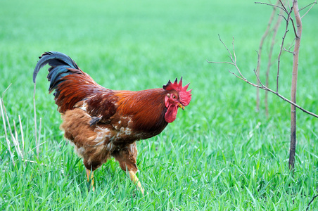 在传统的散养家禽农场 roostera照片