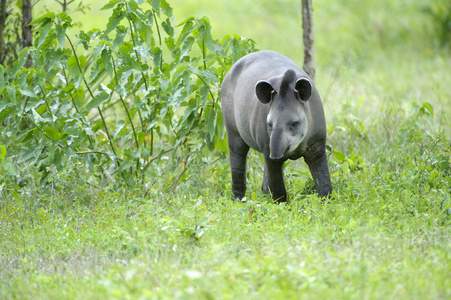 巴西tapirusterrestris