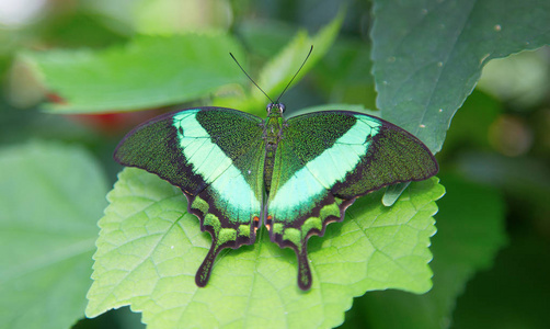 凤蝶 palinurus, 翡翠凤蝶, 翡翠孔雀或绿带状孔雀, 凤蝶属于凤蝶家族