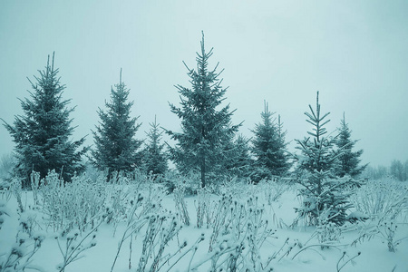 白雪皑皑的冬季风景