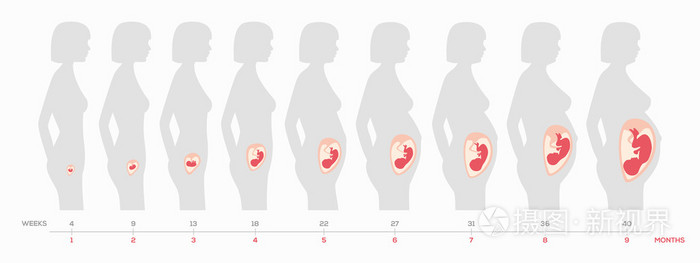 人类胎儿生长发育在几周和几个月在矢量格式