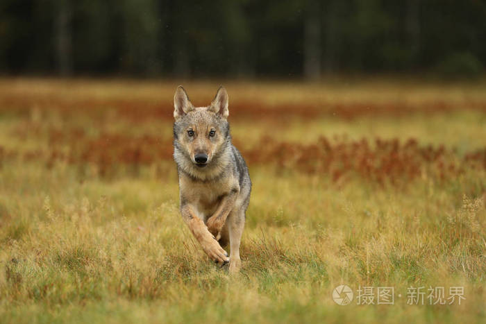 奔跑灰狼在秋天草甸犬狼疮