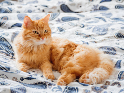 小猫睡在猫床上图片