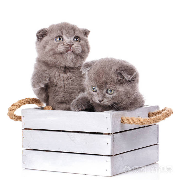 夫妇折叠猫坐在一个木箱在白色背景