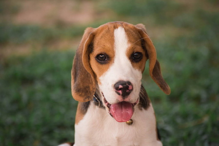 关闭可爱的小猎犬在花园里玩耍