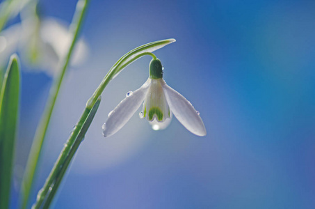 春天雪花莲与露滴眼液对花