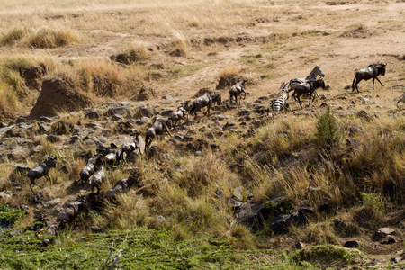 马赛马拉, 穿越肯尼亚马拉河的动物