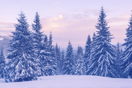 雪覆盖在冬天山上的松树在黄昏图片