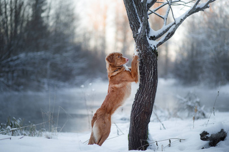 在户外在冬天，雪狗新斯科舍省鸭寻回犬，