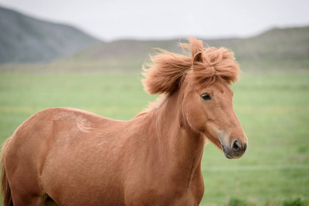 在牧场里冰岛匹栗色的马