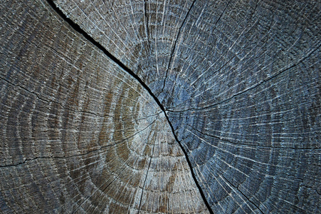 在树干的年轮。在森林里的一棵树干的年轮的细节。近距离拍摄的一棵树的伤口