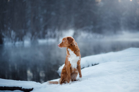 在户外在冬天，雪狗新斯科舍省鸭寻回犬，