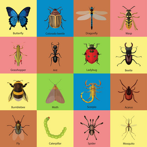 一套昆虫平面样式设计图标照片