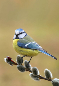 美丽的蓝 Parus caeruleus