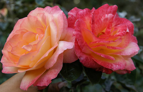 美丽新鲜的玫瑰，西班牙安达卢西亚自治区