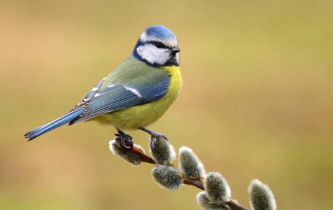 美丽的蓝 Parus caeruleus