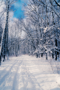 白雪皑皑的丛林。冬天背景