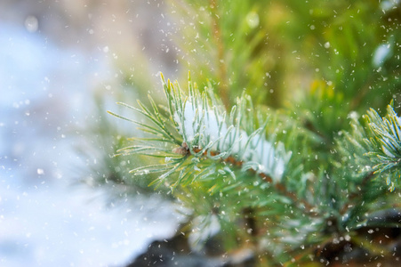 在雪中云杉分支