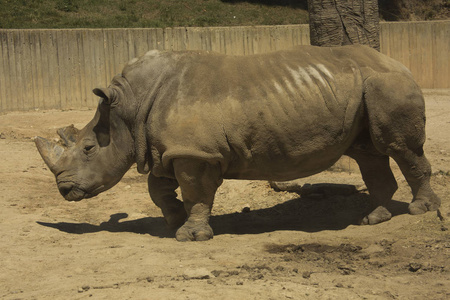 白犀牛方形脂质犀牛ceratotherium simum