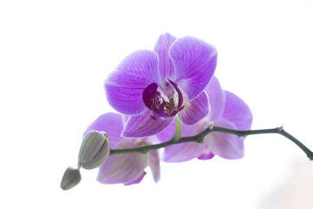 紫色兰花花