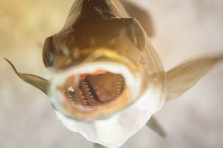 罗非鱼有牙齿吗图片图片
