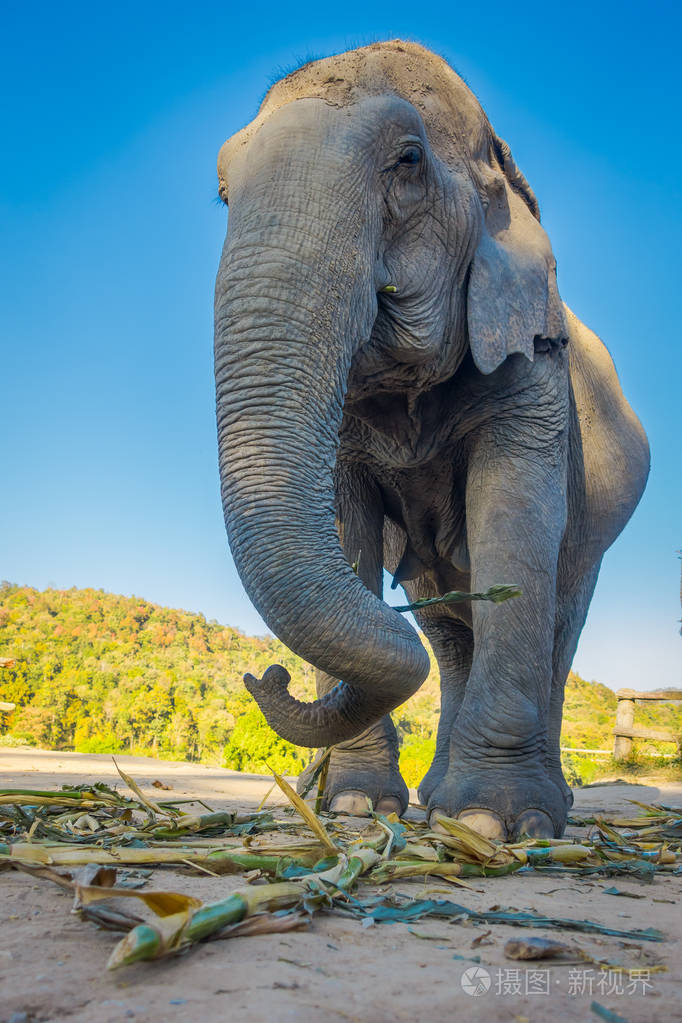 在一个阳光明媚的日子里在清迈的丛林保护区里巨大美丽的雌性大象在