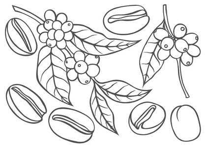 咖啡的芽和粒照片