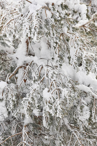 冬季雪树枝细节