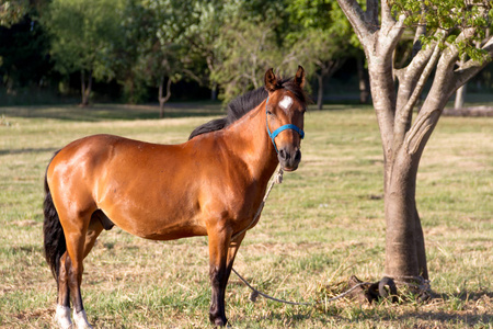阿根廷农村的家养马匹