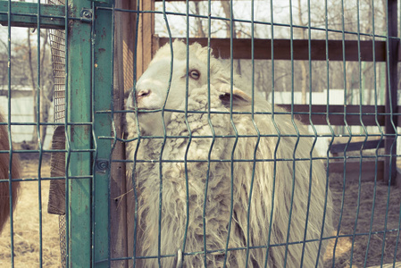 动物园的生活绵羊白卷发生活在动物园的笼子里.