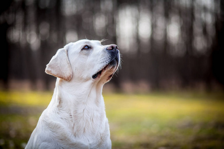 黄色拉布拉多猎犬肖像