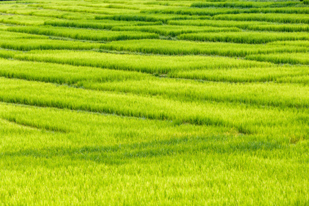 水稻的绿色梯田在湄巴生銮，湄针，清迈，泰国