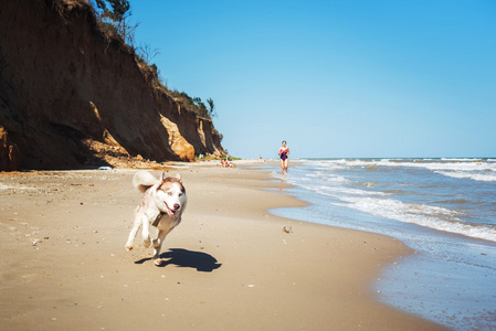 年轻白种的女性，赫斯基狗上海滩，女孩在海边与狗上慢跑的运行