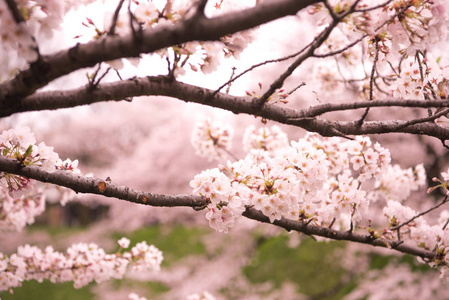 樱花与软焦点 樱花季节在日本，背景