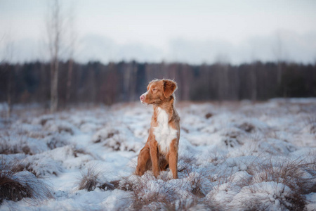 在户外在冬天，雪狗新斯科舍省鸭寻回犬，