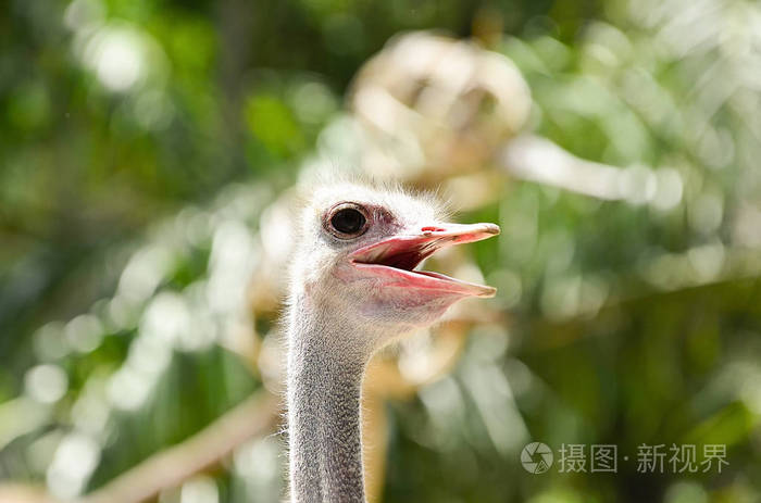 请注意保护对鸵鸟的眼睛长睫毛