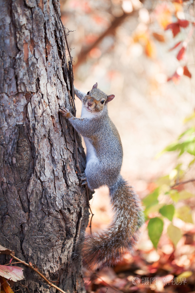 在花园里的灰松鼠