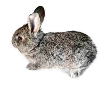 一只小兔子在白色背景上孤立的照片
