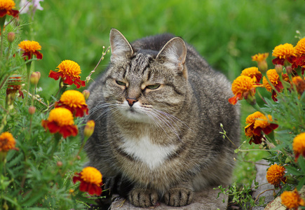 在花园里的花猫