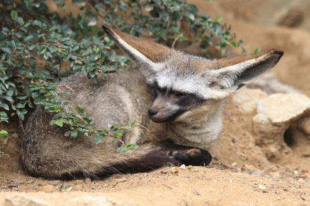 大 fennec 休息