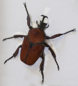 美丽的花甲虫 fornasinius russus 科尔的特写镜头照片