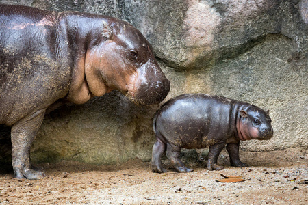 母亲和婴儿侏儒河马在动物园的大气中