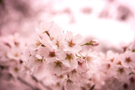 樱花与软焦点 樱花季节在日本，背景