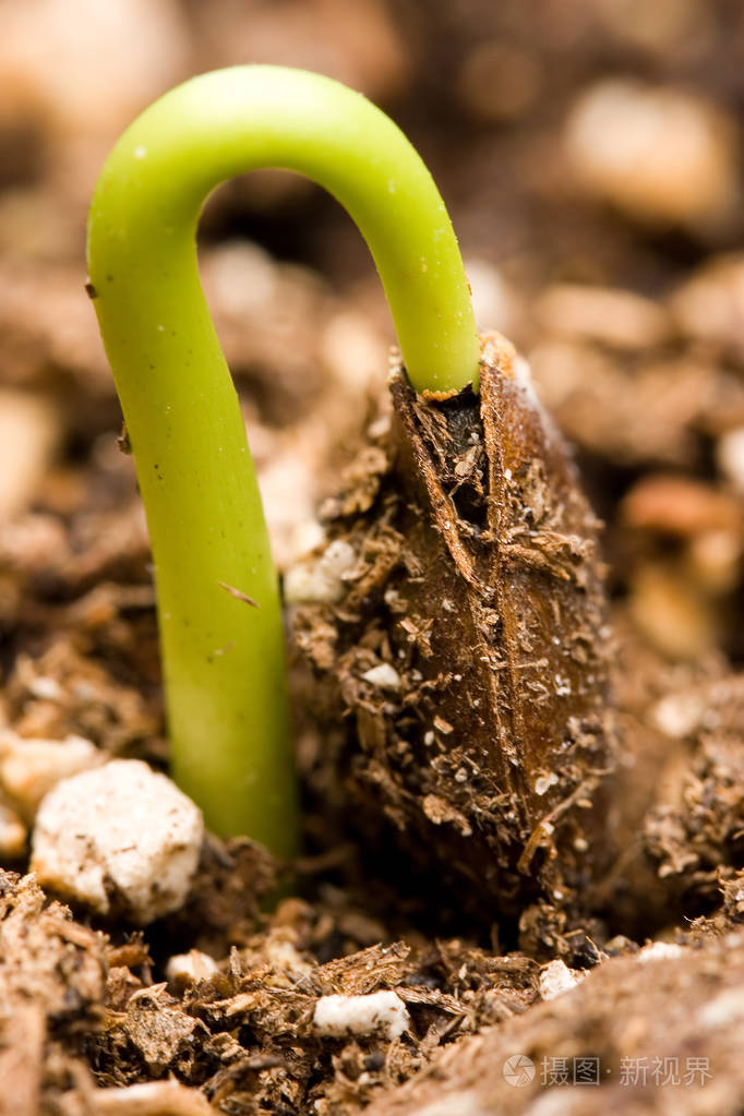 柿子发芽几乎完成